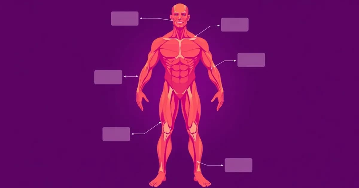 Muscles of the body - study with AI flashcards and spaced repetition