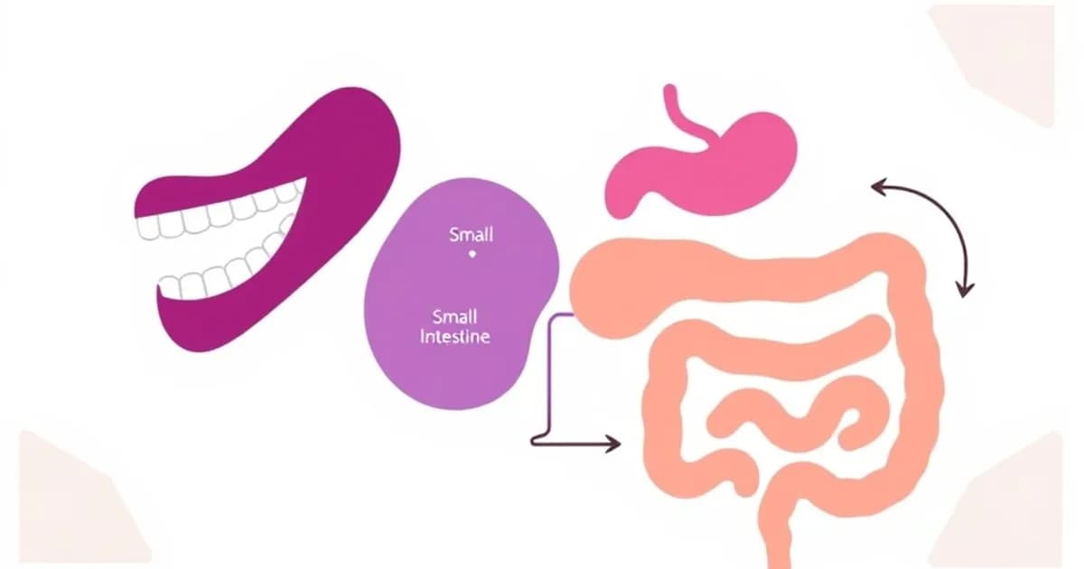 Mcat digestive system nutrition - study with AI flashcards and spaced repetition