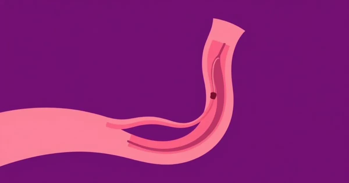Arterial venous anastomoses anatomy - study with AI flashcards and spaced repetition
