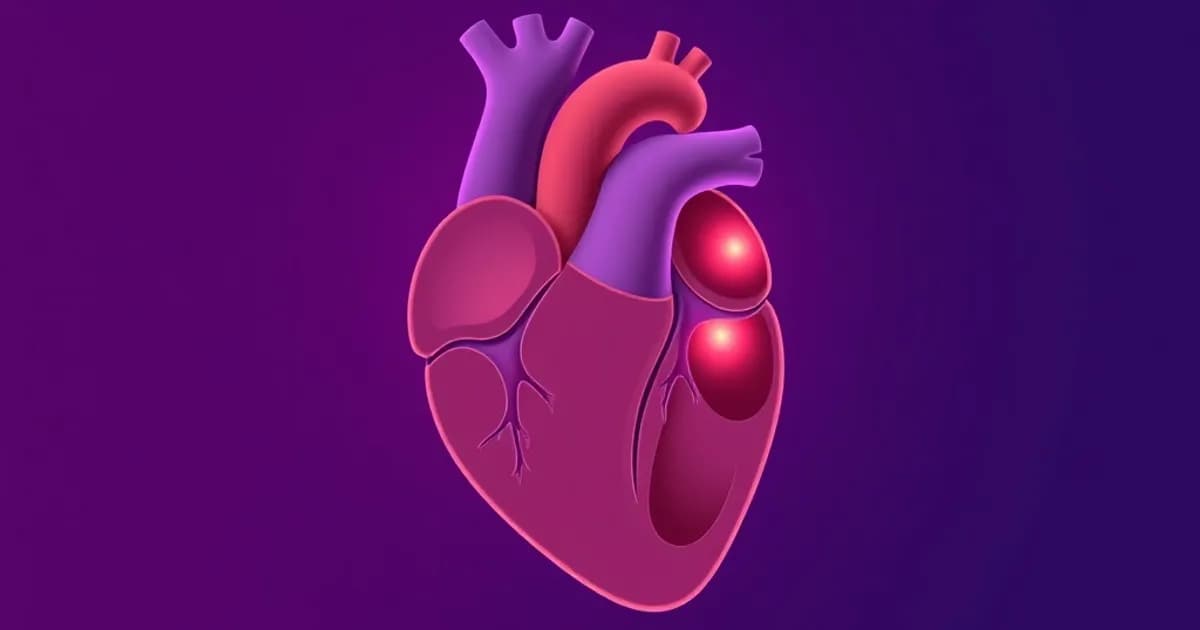 Heart chambers and valves anatomy - study with AI flashcards and spaced repetition