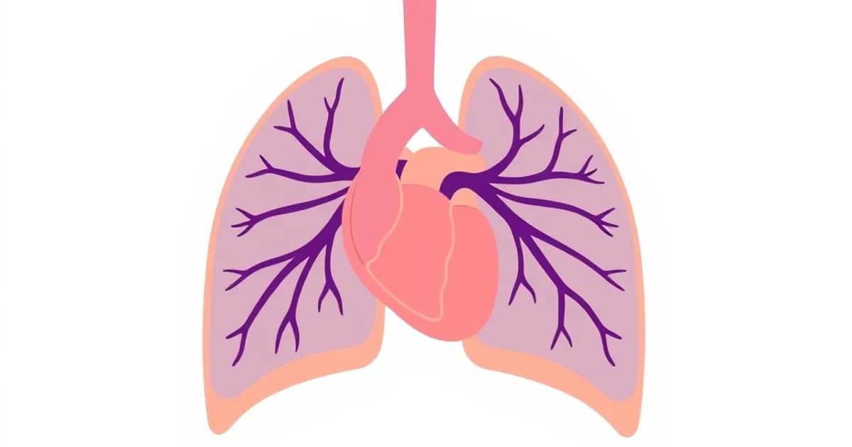 Pulmonary circulation anatomy - study with AI flashcards and spaced repetition