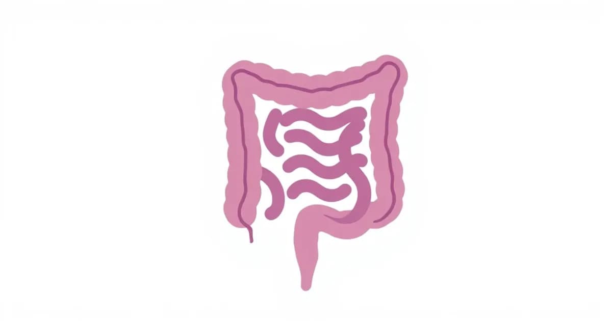 Large intestine colon rectum anatomy - study with AI flashcards and spaced repetition