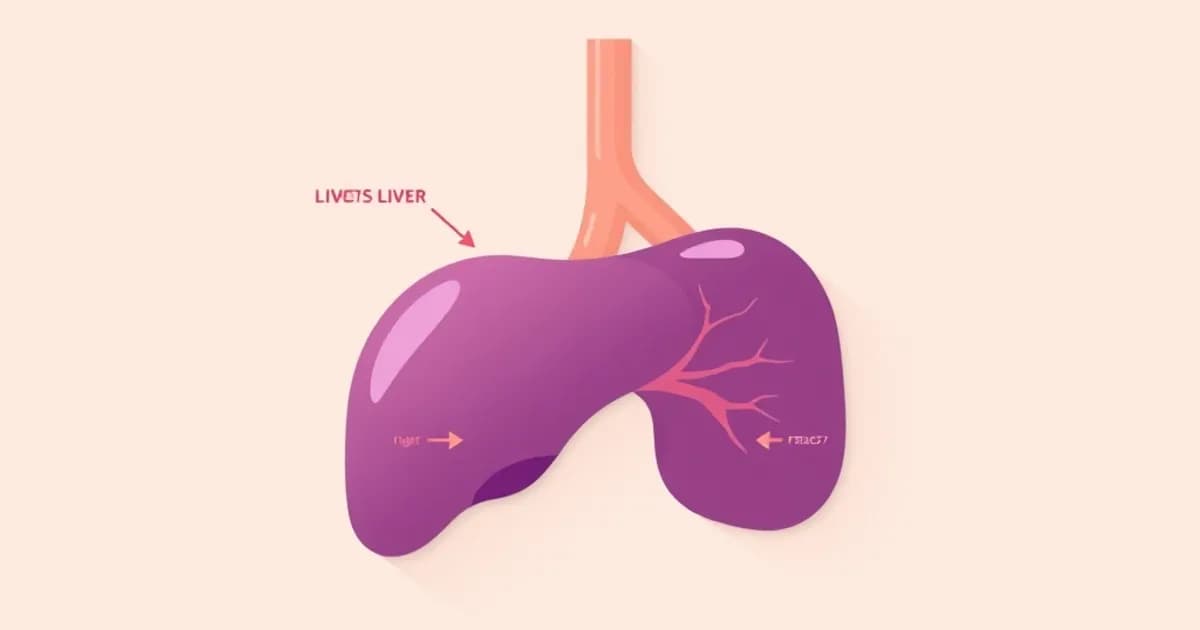 Liver anatomy and lobes - study with AI flashcards and spaced repetition