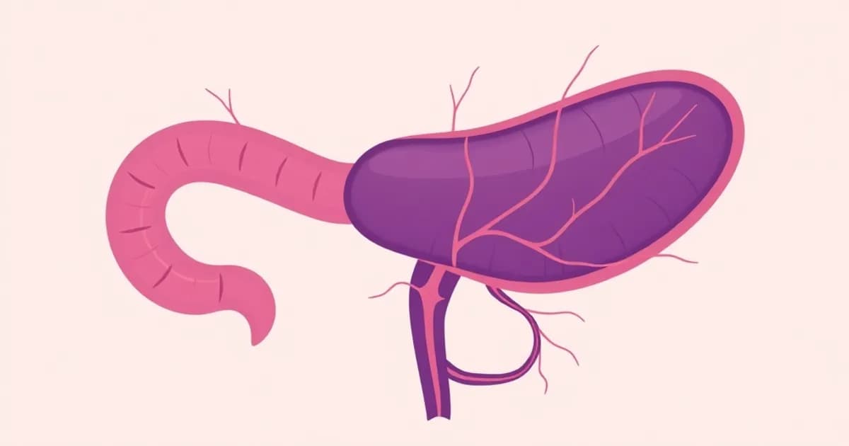Pancreas anatomy - study with AI flashcards and spaced repetition