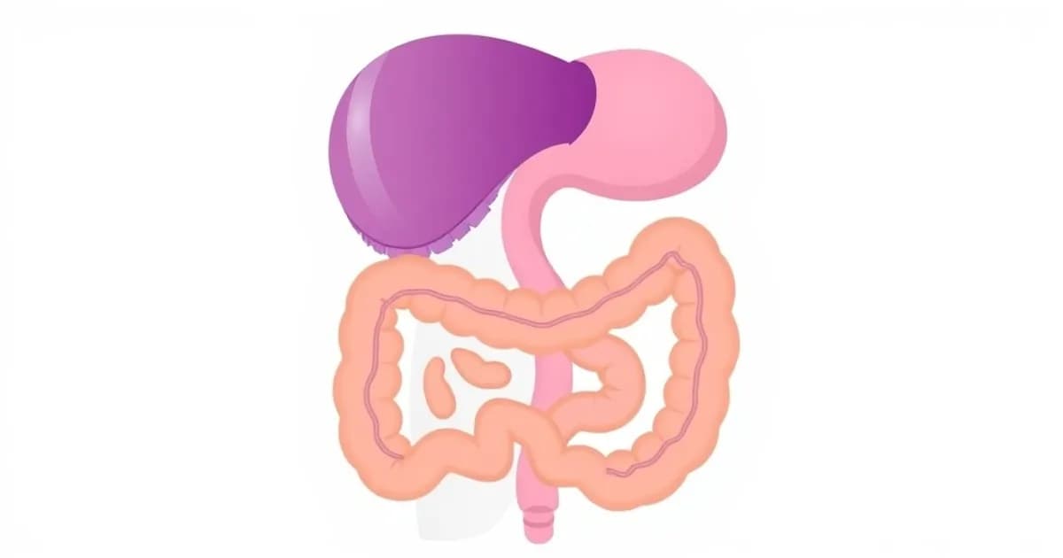 Peritoneum and mesentery anatomy - study with AI flashcards and spaced repetition
