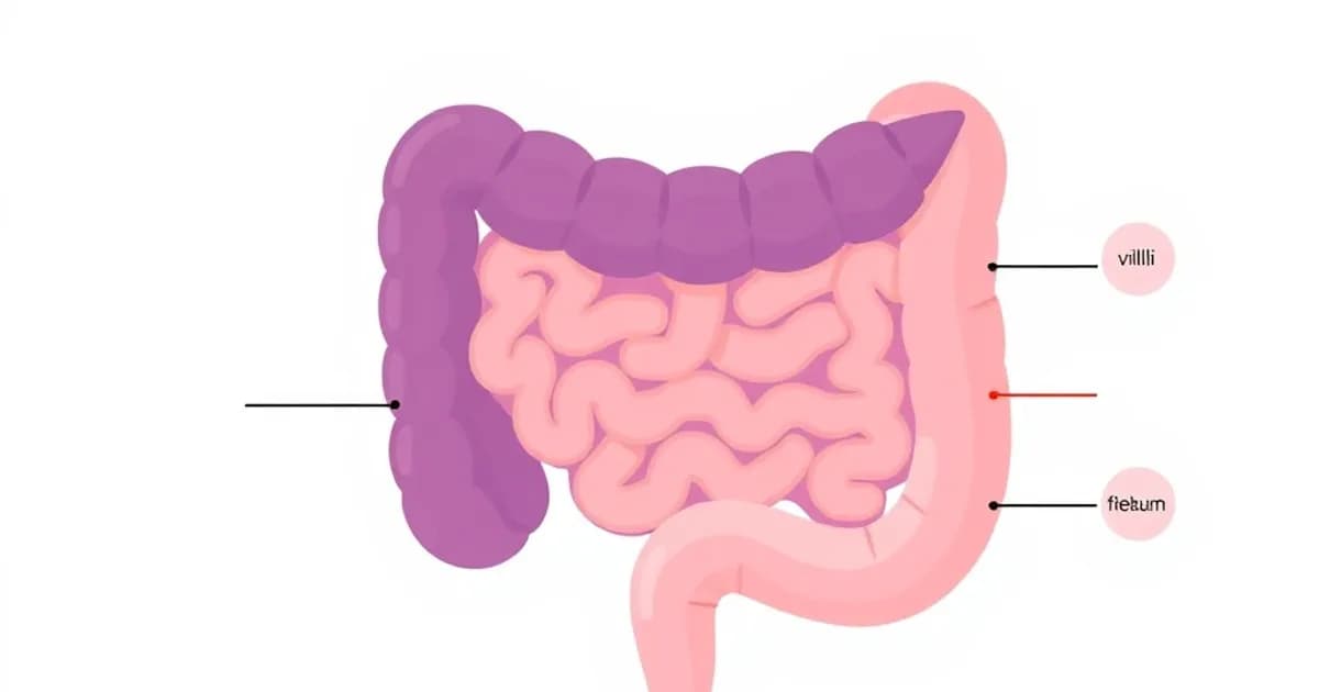 Small intestine duodenum jejunum ileum anatomy - study with AI flashcards and spaced repetition