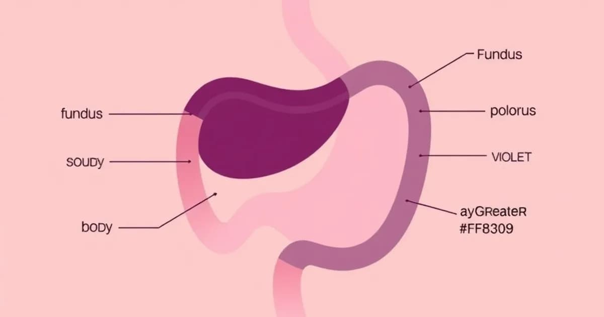 Stomach regions and curvatures anatomy - study with AI flashcards and spaced repetition