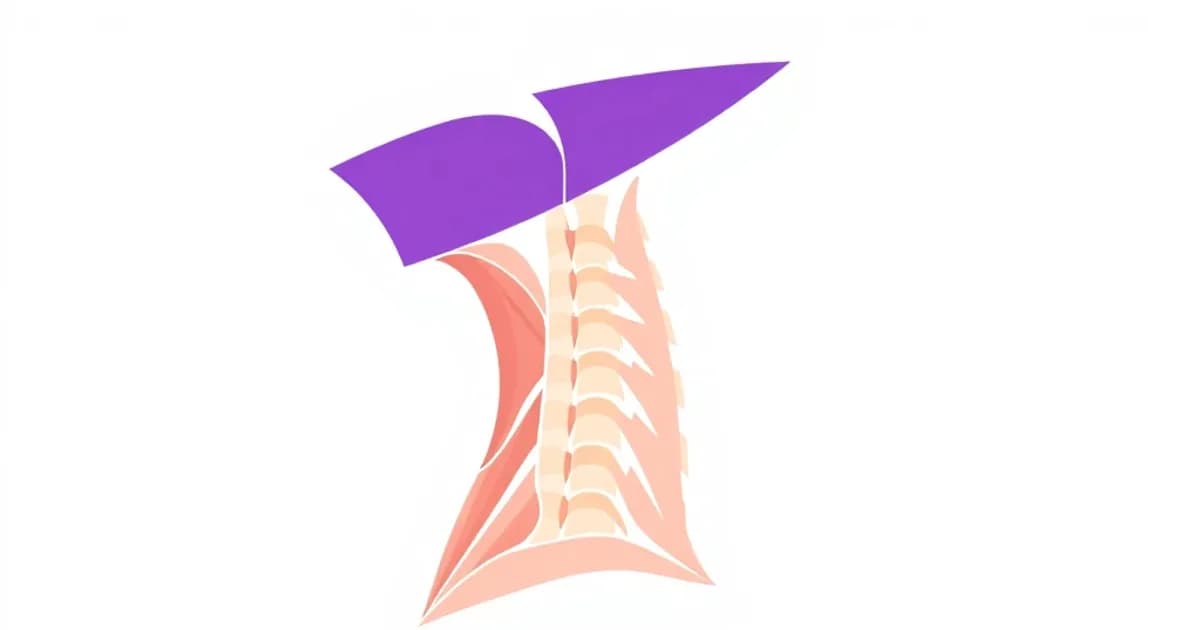 Neck muscles and triangles anatomy - study with AI flashcards and spaced repetition