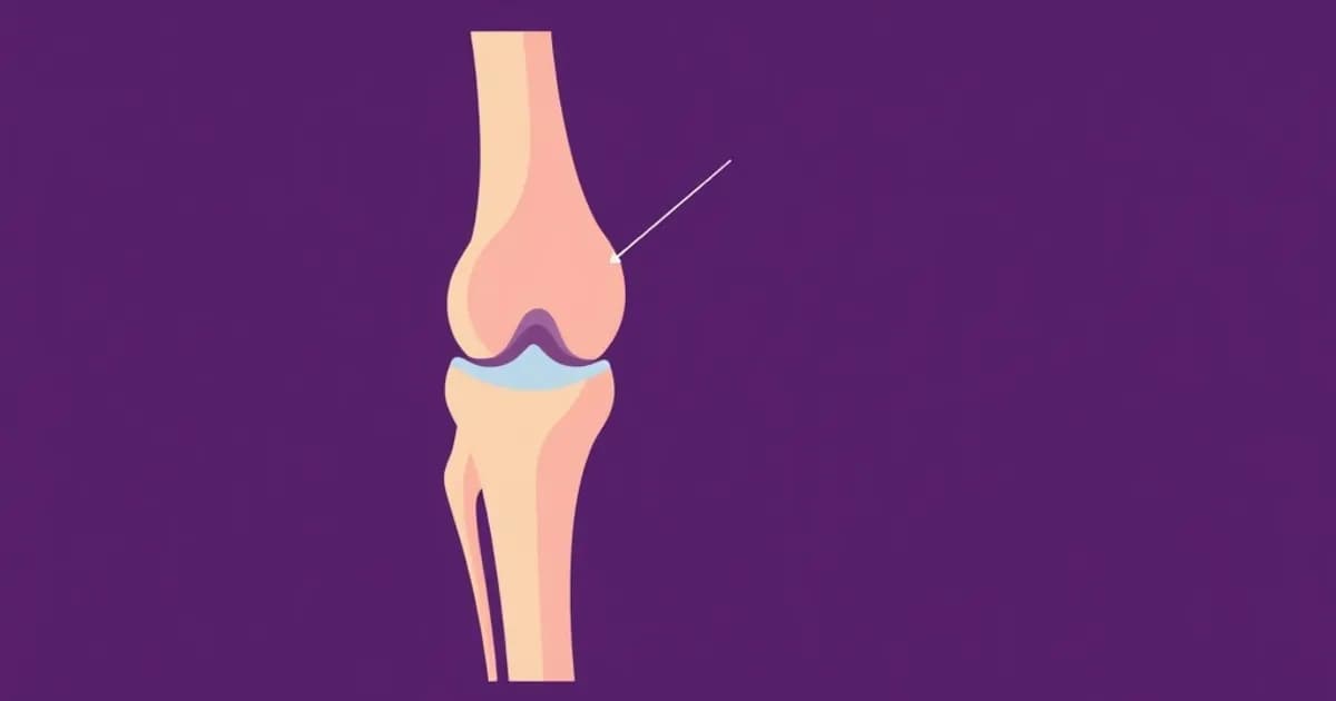 Knee joint anatomy - study with AI flashcards and spaced repetition