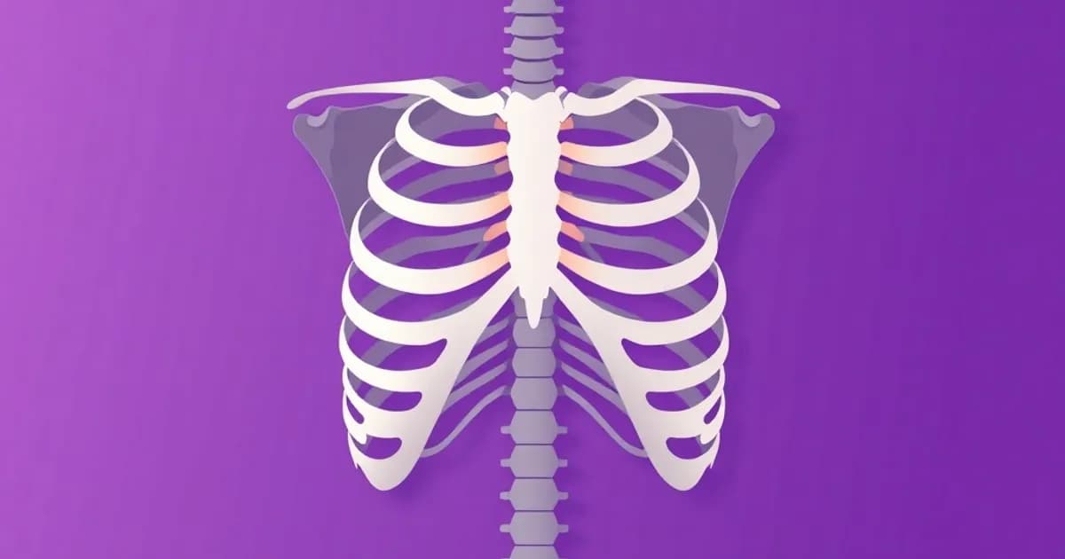 Rib cage and sternum anatomy - study with AI flashcards and spaced repetition