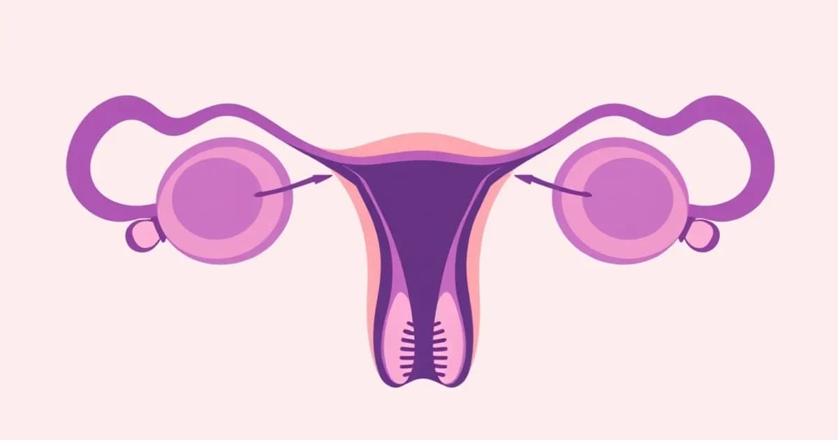 Female ovaries and fallopian tubes anatomy - study with AI flashcards and spaced repetition