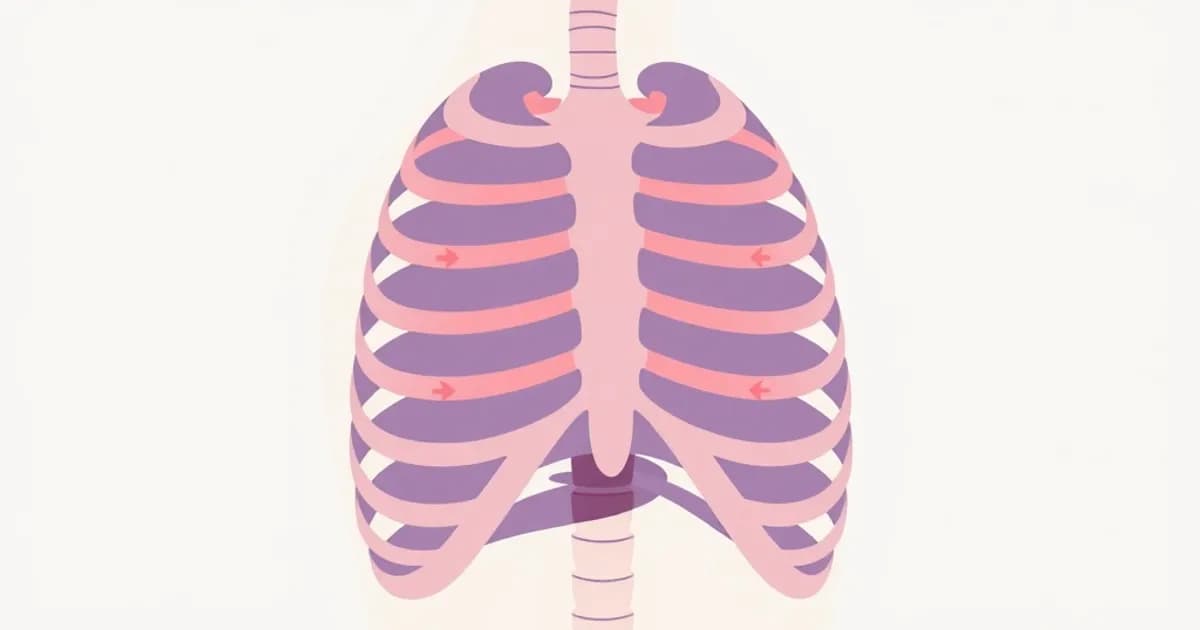 Diaphragm and intercostal muscles anatomy - study with AI flashcards and spaced repetition