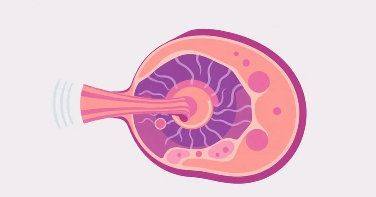 Cochlea and hearing anatomy - study with AI flashcards and spaced repetition