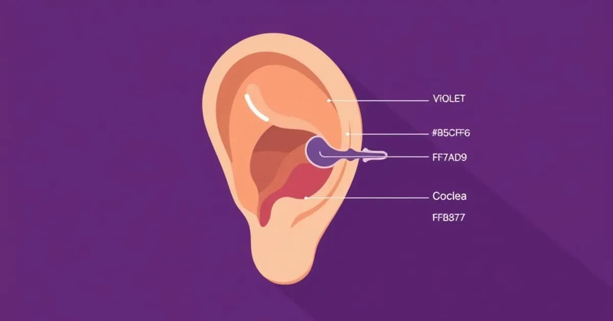 Ear external middle inner anatomy - study with AI flashcards and spaced repetition